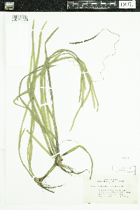 Vallisneria americana image