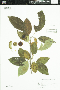 Malus x robusta image
