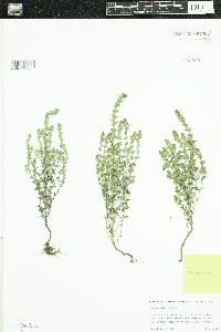 Euphrasia stricta image