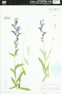 Lobelia siphilitica image