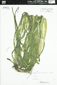 Vallisneria americana image