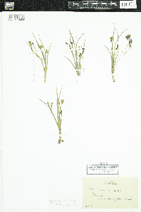 Hypoxis hirsuta image