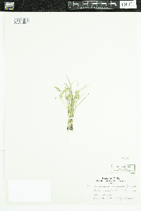 Hypoxis hirsuta image