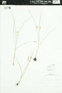 Hypoxis hirsuta image