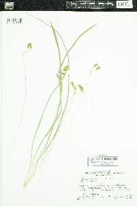 Hypoxis hirsuta image