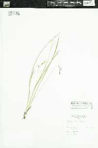 Hypoxis hirsuta image