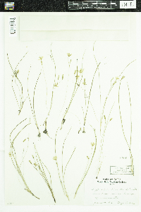 Hypoxis hirsuta image
