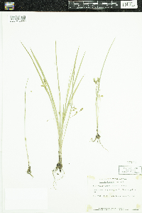 Hypoxis hirsuta image