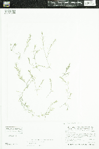 Thumbnail image of current specimen