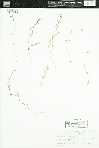 Najas guadalupensis image