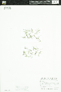 Najas guadalupensis image