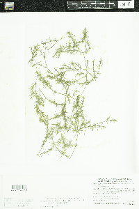 Najas guadalupensis image