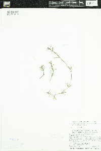 Najas guadalupensis image