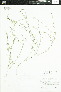 Najas guadalupensis image