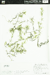 Najas guadalupensis image