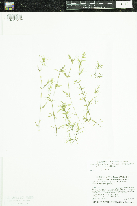 Najas guadalupensis image