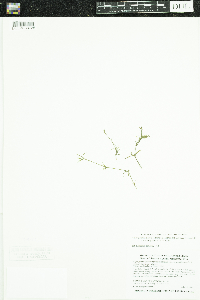 Najas guadalupensis image