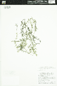 Najas guadalupensis image