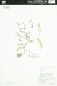 Najas guadalupensis image