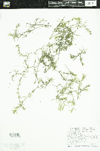 Najas guadalupensis image