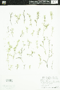 Najas guadalupensis image