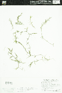 Najas guadalupensis image