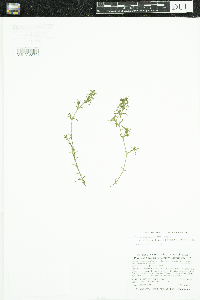 Najas guadalupensis image