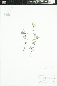 Najas guadalupensis image