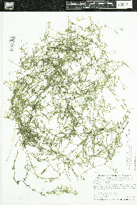 Najas guadalupensis image