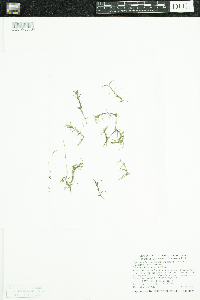 Najas guadalupensis image