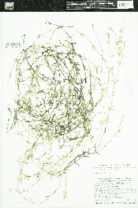 Najas guadalupensis image