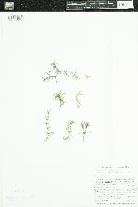 Najas guadalupensis image