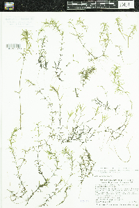 Najas guadalupensis image