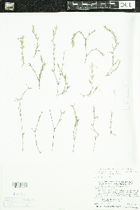 Najas guadalupensis image