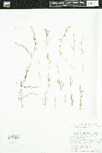 Najas guadalupensis image