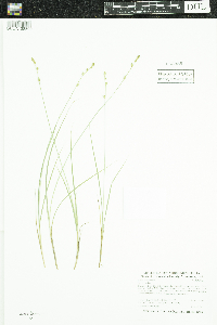 Carex canescens image