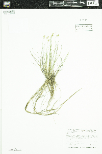 Carex interior image