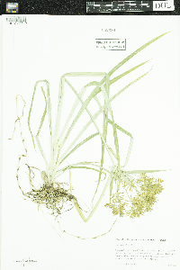 Cyperus esculentus image