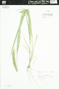 Setaria faberi image