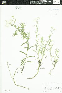 Achillea ptarmica image