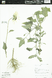 Helianthus petiolaris image