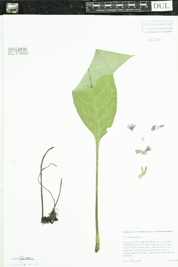 Pulmonaria montana image