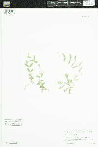 Moehringia lateriflora image