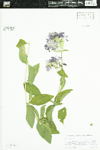 Saponaria officinalis image
