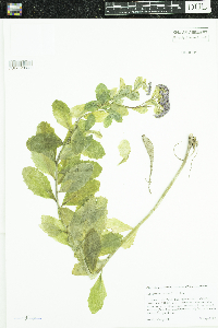 Hylotelephium telephium image