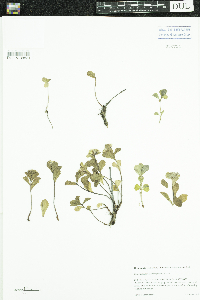 Phedimus kamtschaticus image
