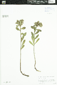 Phedimus aizoon image
