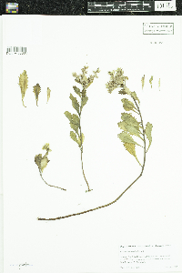 Phedimus aizoon image