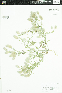 Trifolium arvense image