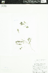 Najas flexilis image